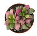 Variegated Rufescens